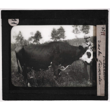La Picardie. Vache Picarde.