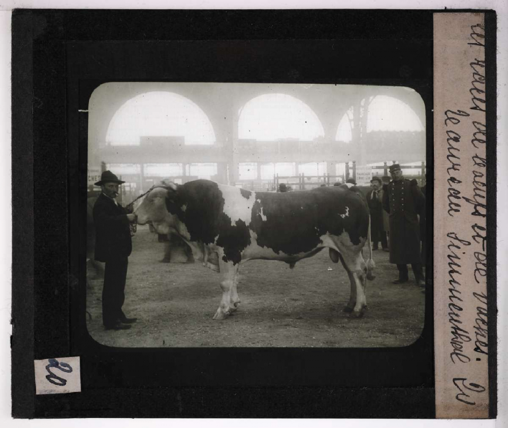Les Races bovines. Taureau Simmenthal.