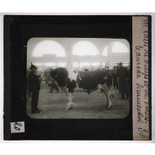 Les Races bovines. Taureau Simmenthal.