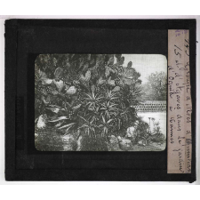 Les Plantes curieuses. Groupe d'Aloës, d'Opuntias et d'Agaves dans le jardin d'Ognin, à Cannes.