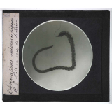 Quelques exemples d'observations microscopiques. Naïs en voie de division.