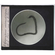 Quelques exemples d'observations microscopiques. Naïs en voie de division.