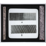Le Bois et les produits de la forêt, industries forestières. Coupe transversale du bois de chêne (A) et du bois de châtaignier (B).