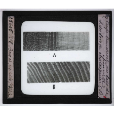 Le Bois et les produits de la forêt, industries forestières. Coupe transversale du bois de chêne (A) et du bois de châtaignier (B).