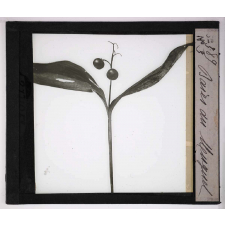 L'Ovaire et le fruit. Baies du muguet.