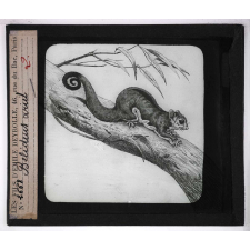 Les Adaptations au vol chez les animaux. Belidius ariel.