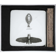 Les Moyens de défense des insectes. Binocle à queue en plumet, Forme adulte du binocle à queue.