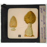 Notions élémentaires sur les champignons comestibles et vénéneux. Morille comestible. Morille conique.