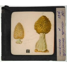Notions élémentaires sur les champignons comestibles et vénéneux. Morille comestible. Morille conique.