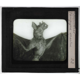 Insectivores & chéiroptères. Vampire spectre.