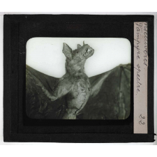 Insectivores & chéiroptères. Vampire spectre.