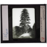 Australie. Série I. Géographie physique et indigènes. Araucaria.