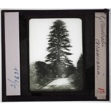 Australie. Série I. Géographie physique et indigènes. Araucaria.
