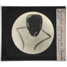 Caractères extérieurs des insectes. Tête de fourmi.