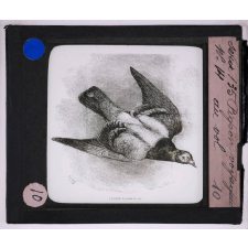 Vol, natation et reptation. Pigeon voyageur au vol.