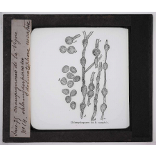 Les Maladies cryptogamiques de la vigne. Chlamydospores du dermatophora necatrix.
