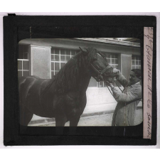 Comment doit-on acheter un cheval ? Examen de la bouche.