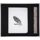 Les Oiseaux utiles. Petit-Duc.