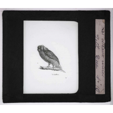 Les Oiseaux utiles. Petit-Duc.