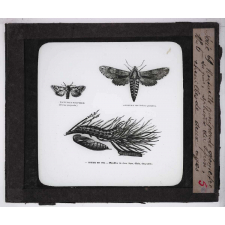 Les Ravageurs de forêts. Noctuelle piniperde géomètre du pin, Sphinx du pin, chenilles de deux âges.