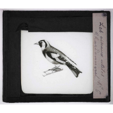 Les Oiseaux utiles. Chardonneret.