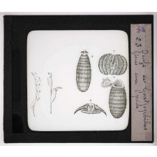 Les Parasites des animaux domestiques. Œufs de Gastrophilus fixés aux poils.
