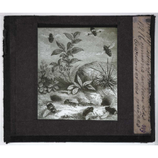 Les Moyens de défense des insectes. Psithyres et volucelles, ennemis perfides des bourdons et des guêpes.