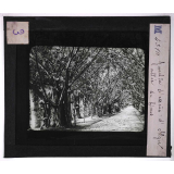 Culture des plantes. Jardin d'essais d'Alger. Allée de ficus.