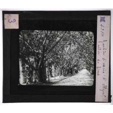 Culture des plantes. Jardin d'essais d'Alger. Allée de ficus.
