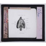 Respiration. Cage thoracique.