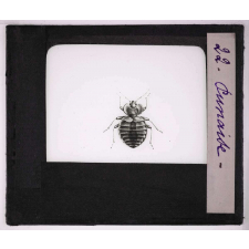 Les Insectes et les arachnides. Punaise.