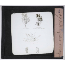Microscope nature. Antherozoïdes des algues.