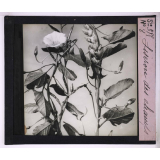La Vie grimpante chez les plantes. Liseron des champs.