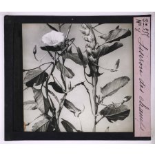 La Vie grimpante chez les plantes. Liseron des champs.