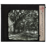 Etats-Unis. Régions Atlantique nord et sud. Savannah (Georgia) Entrée du Cimetière de Bonaventure.