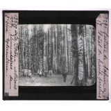La Forêt. Notions élémentaires de sylviculture. Futaie de sapin à l'état de haut perchis.