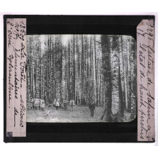 La Forêt. Notions élémentaires de sylviculture. Futaie de sapin à l'état de haut perchis.
