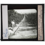 Etats-Unis. Région du Far-West. Redlands (Californie) Plantations d'orangers.