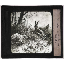 La Chasse. Lièvre devant une belette.