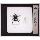 Les Insectes et les arachnides. Bourdon.