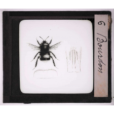 Les Insectes et les arachnides. Bourdon.