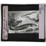 Mœurs des poissons. Gymnote.