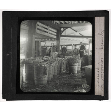 Angleterre : Sol, agriculture, pêche. Grimsby : expédition du poisson.