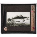 Les Poissons. Morue.