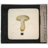 Notions élémentaires sur les champignons comestibles et vénéneux. Tricholome de la St Georges.