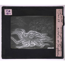 La Vie au fond des mers. Brisingas elegans à 1500 m de profondeur.