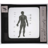 Digestion et circulation. Système artériel de l'homme.