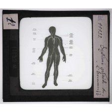 Digestion et circulation. Système artériel de l'homme.