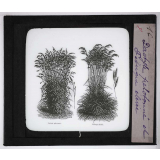 Les Plantes de grande culture. Dactyle pelotonné et Fétuque élevée.