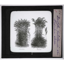 Les Plantes de grande culture. Dactyle pelotonné et Fétuque élevée.
